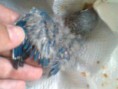 /album/galeria-de-fotos/agapornis-manso3-jpg/